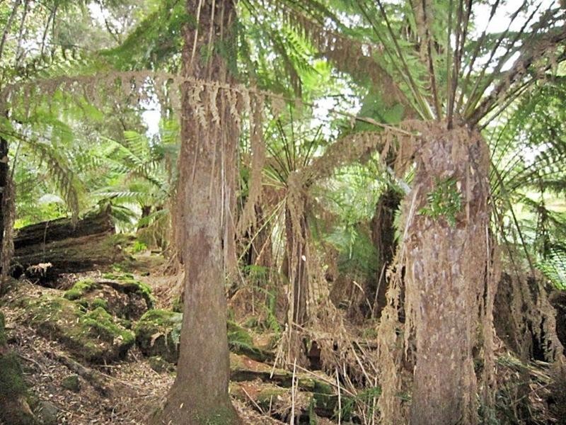 594 Spellmans Road, Wilmot TAS 7310