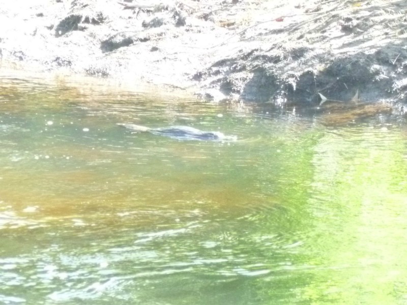 Lot 16 Collins Way, Tugrah TAS 7310