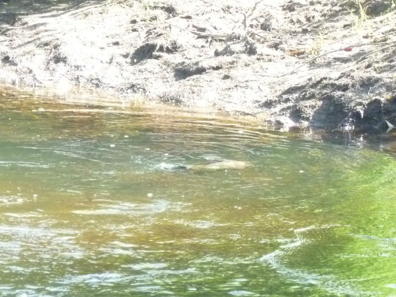 Lot 16 Collins Way, Tugrah TAS 7310