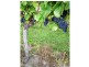 755 West Tamar Highway, Legana TAS 7277