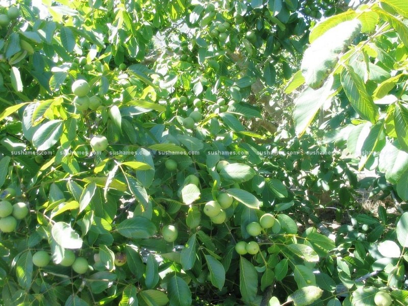 34 Lamberts Road, Merseylea TAS 7305