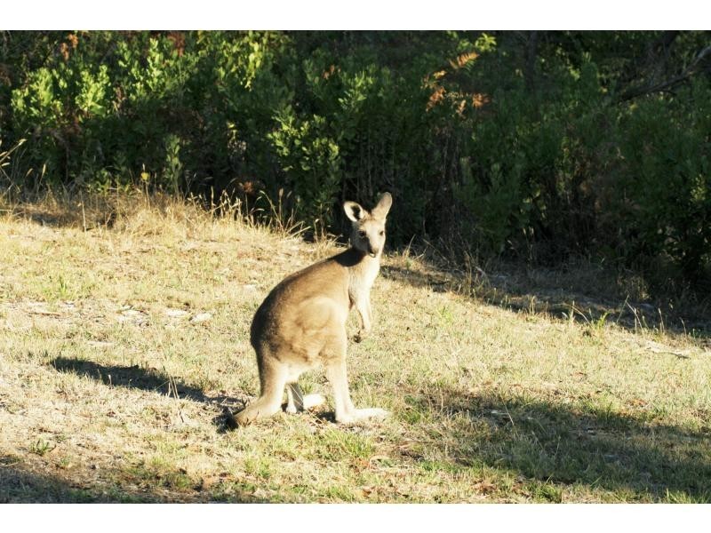 4 Hove Road, Rosebud VIC 3939