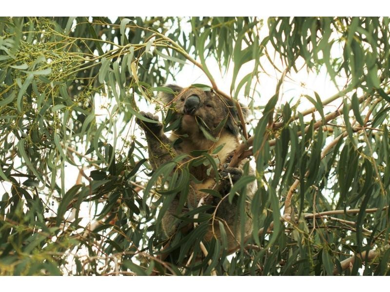 4 Hove Road, Rosebud VIC 3939