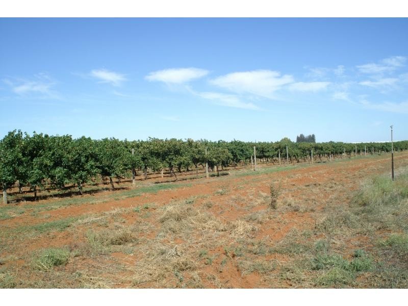 L3 Main Avenue South, Merbein VIC 3505
