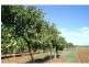 L3 Main Avenue South, Merbein VIC 3505
