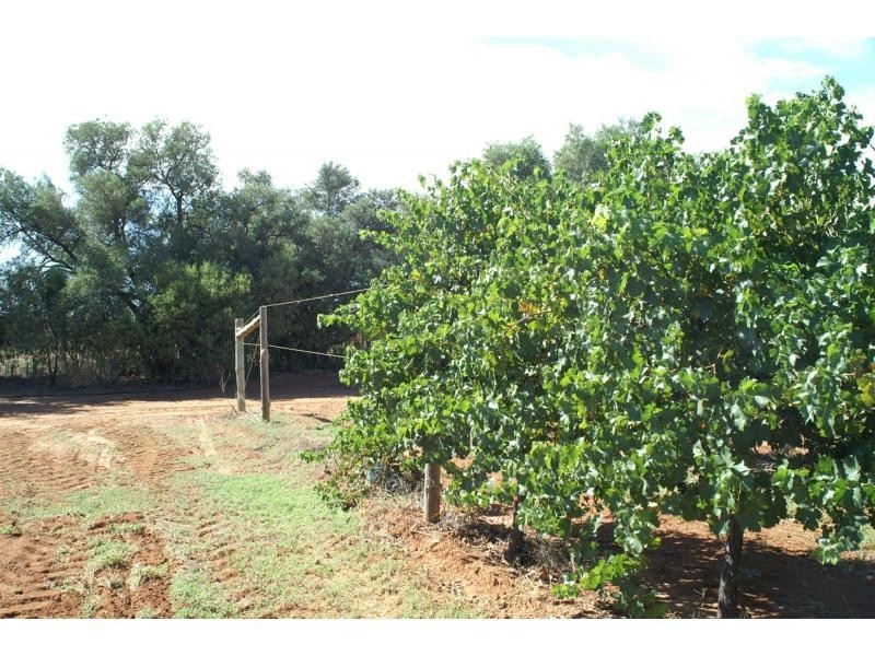 L3 Main Avenue South, Merbein VIC 3505