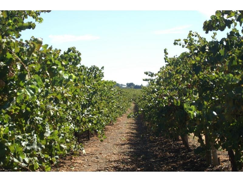 390 Fifth Street, Merbein VIC 3505