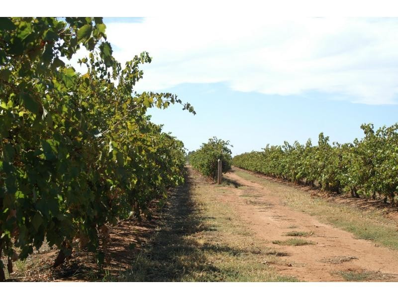 390 Fifth Street, Merbein VIC 3505