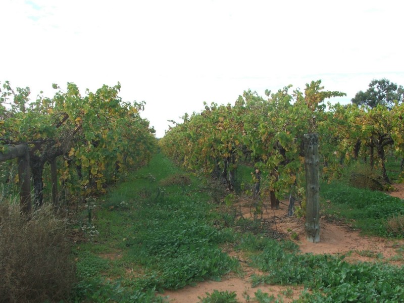 Lot 83,93,94 Ivanhoe Road, Menindee NSW 2879