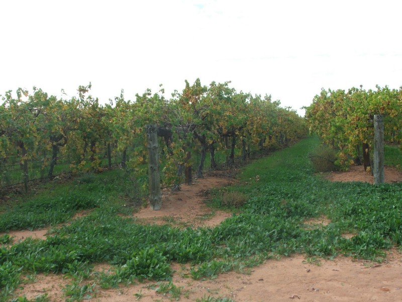 Lot 83,93,94 Ivanhoe Road, Menindee NSW 2879