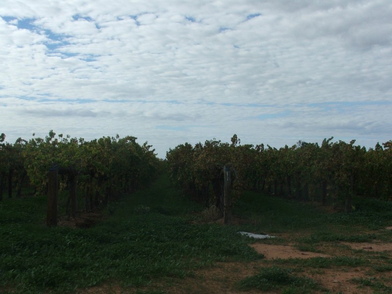 Lot 83,93,94 Ivanhoe Road, Menindee NSW 2879