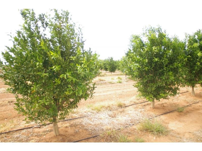 587a Paschendale Avenue, Merbein VIC 3505