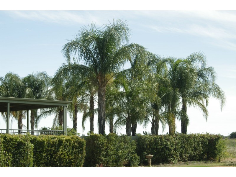 229 Main Avenue, Merbein VIC 3505