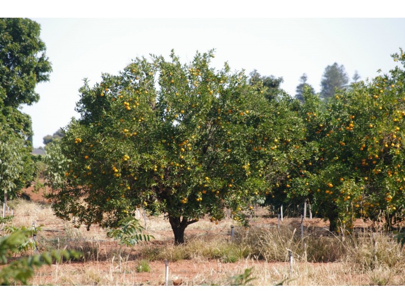 229 Main Avenue, Merbein VIC 3505