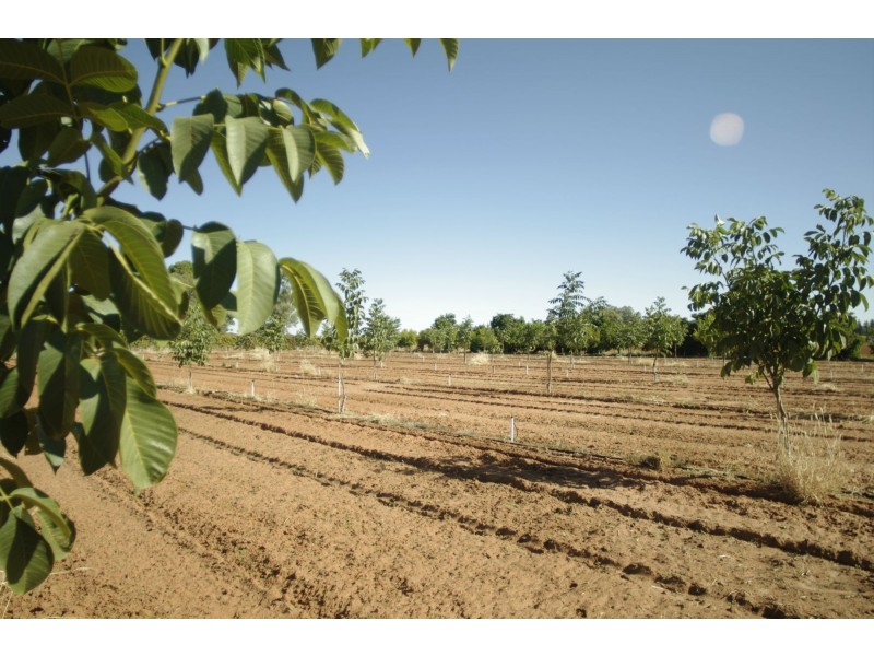 229 Main Avenue, Merbein VIC 3505