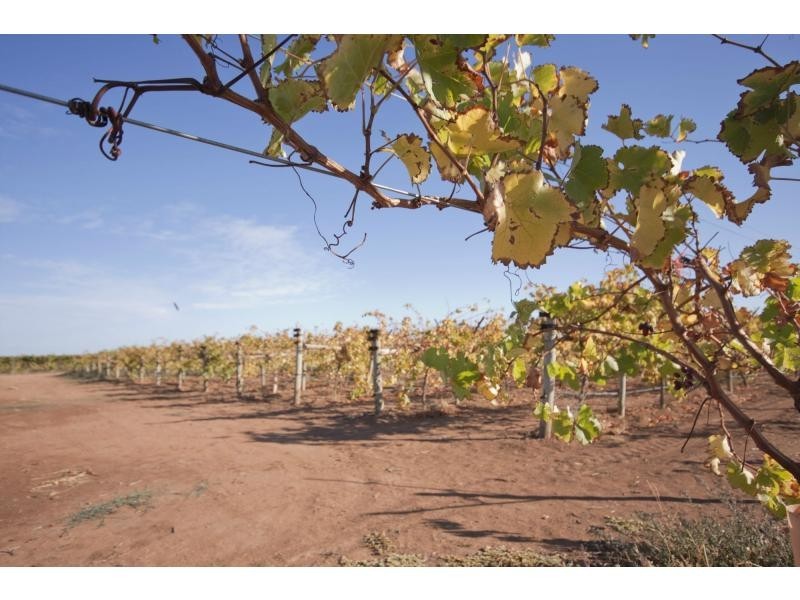 39 Main Avenue South, Merbein VIC 3505