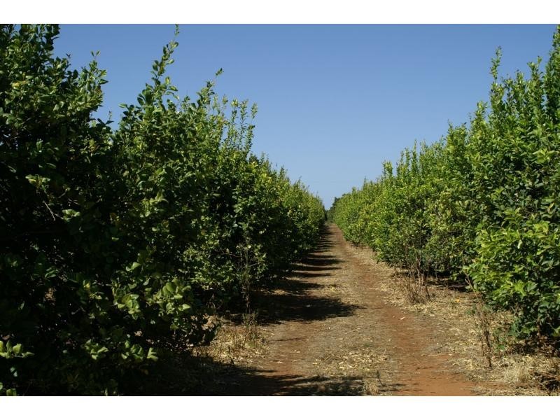 415 Fifth Street, Merbein VIC 3505