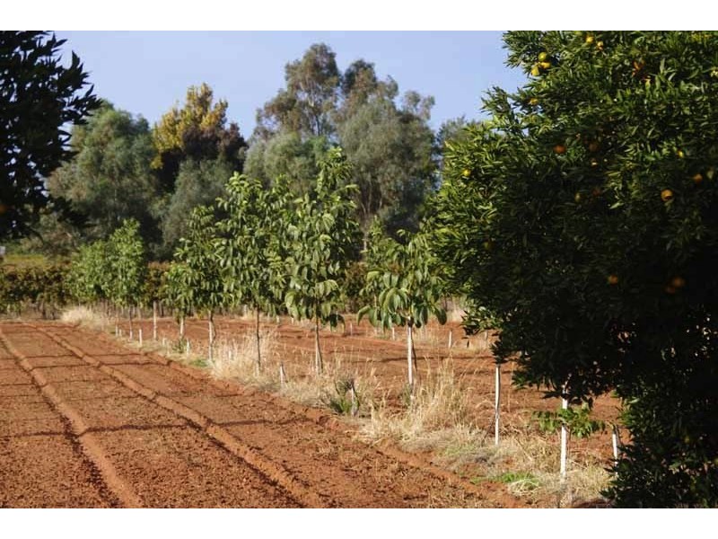 229 Main Avenue, Merbein South VIC 3505