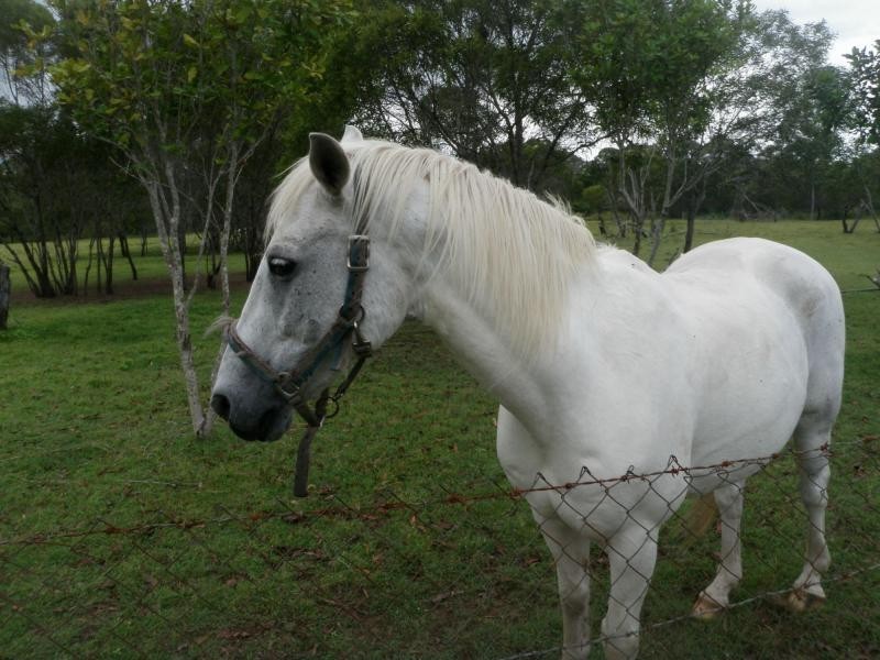 Avondale QLD 4670
