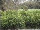 Drinan QLD 4671