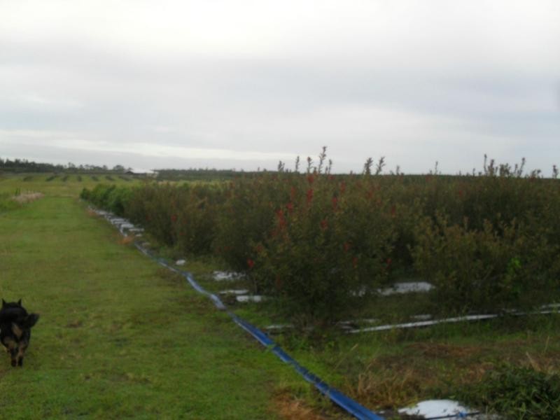Gooburrum QLD 4670