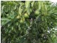 Winfield QLD 4670