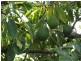 Winfield QLD 4670
