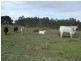 Colosseum QLD 4677