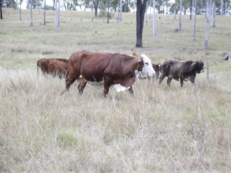 Rosedale QLD 4674