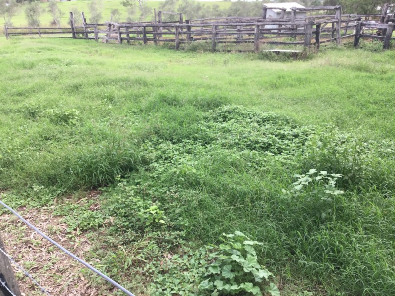 South Maclean QLD 4280