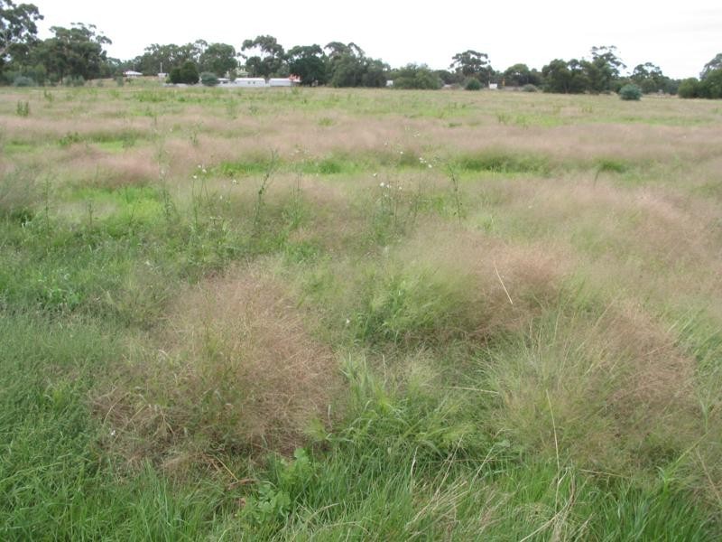 Lot 1 Borung Street, Inglewood VIC 3517