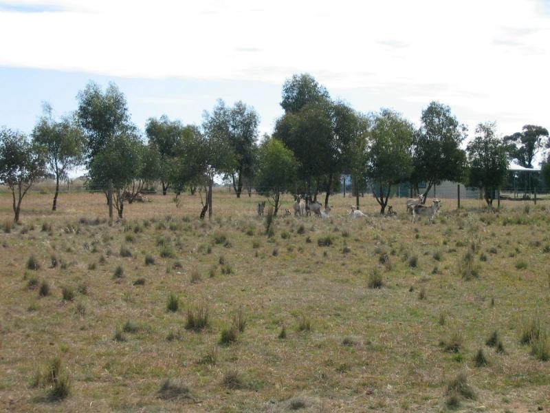 76 Eucy Road, Korong Vale VIC 3520