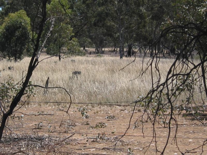 Lot 1 Dip Lane, Wedderburn VIC 3518