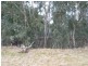 96 Middle Road, Dunolly VIC 3472