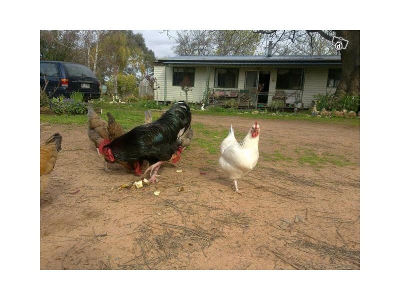 8780b Murray Valley Highway, Boundary Bend VIC 3599