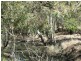 Lot 28 Pinpandoor Road, Longlea VIC 3551