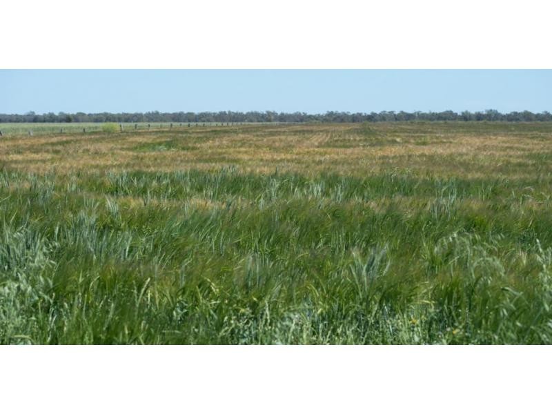 Durham Ox VIC 3576
