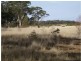 1 Holts Lane, Wedderburn VIC 3518