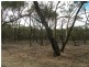 1 Holts Lane, Wedderburn VIC 3518