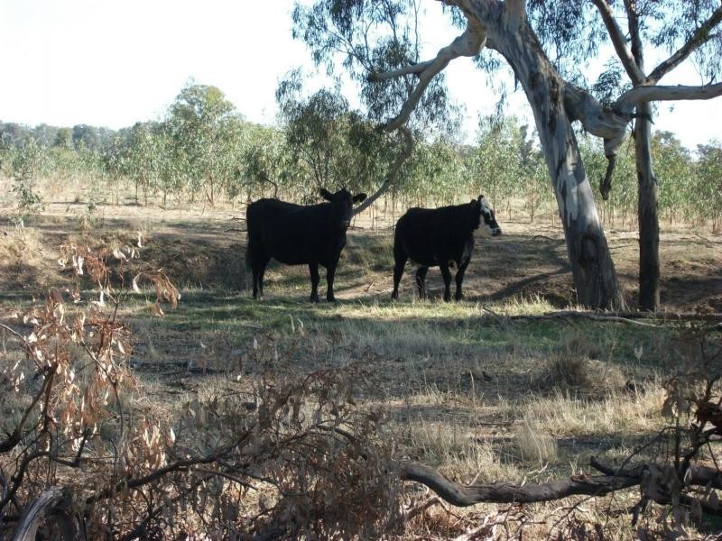CA 23A, 23B, 24 Murchison-Violet Town Road, Violet Town VIC 3669