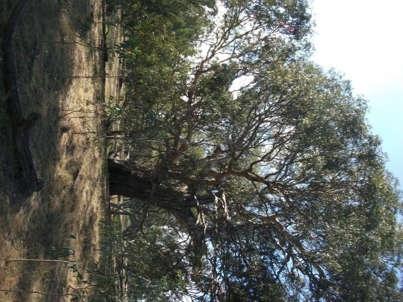 CA 23A, 23B, 24 Murchison-Violet Town Road, Violet Town VIC 3669