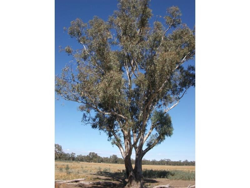 CA 23A, 23B, 24 Murchison-Violet Town Road, Violet Town VIC 3669