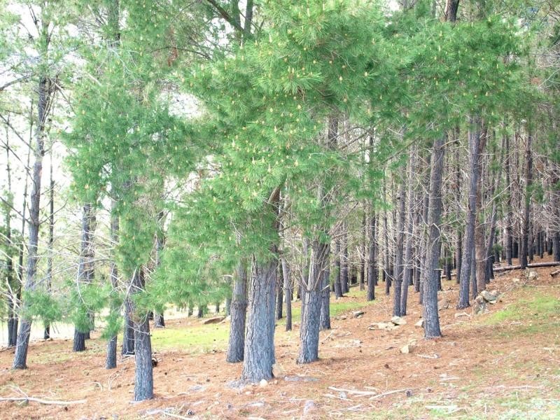 Lot 13 Heathcote-Redesdale Road, Heathcote VIC 3523
