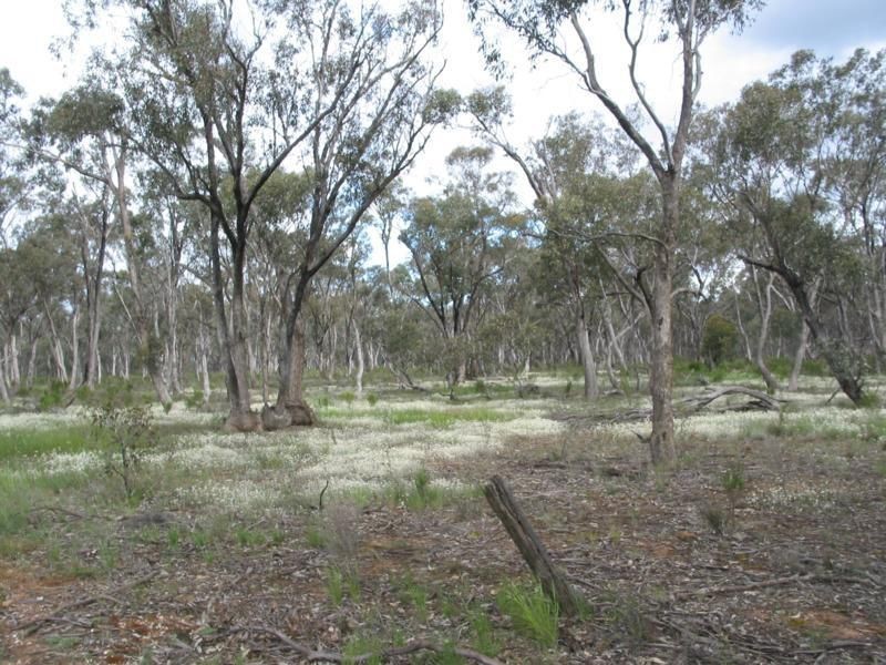 1 Derby Road, Campbells Forest VIC 3556