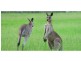 Lot 89 Kinsellas Road West, Mango Hill QLD 4509
