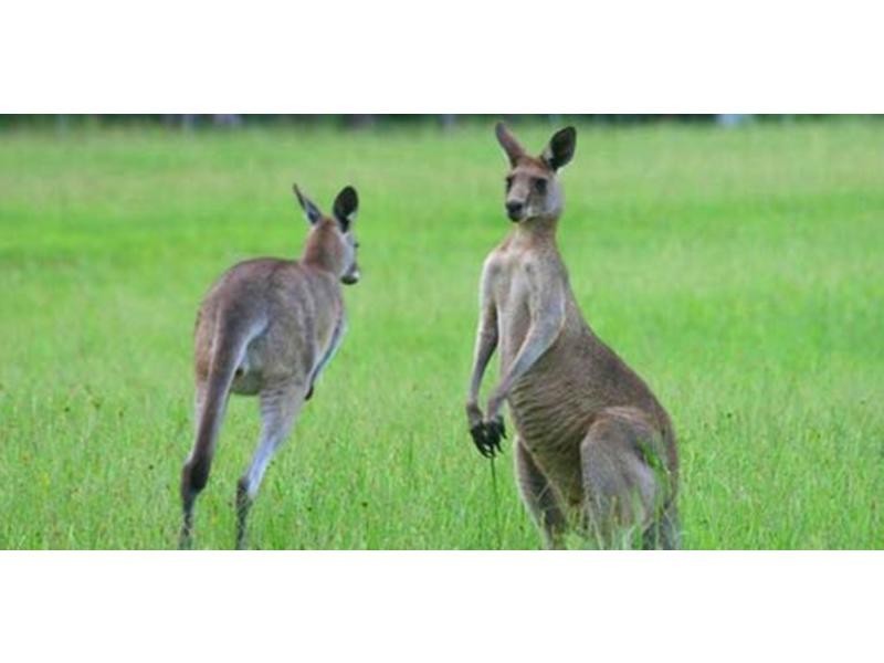 Lot 89 Kinsellas Road West, Mango Hill QLD 4509
