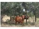 258 Evans Road, Garnant QLD 4702