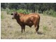 258 Evans Road, Garnant QLD 4702