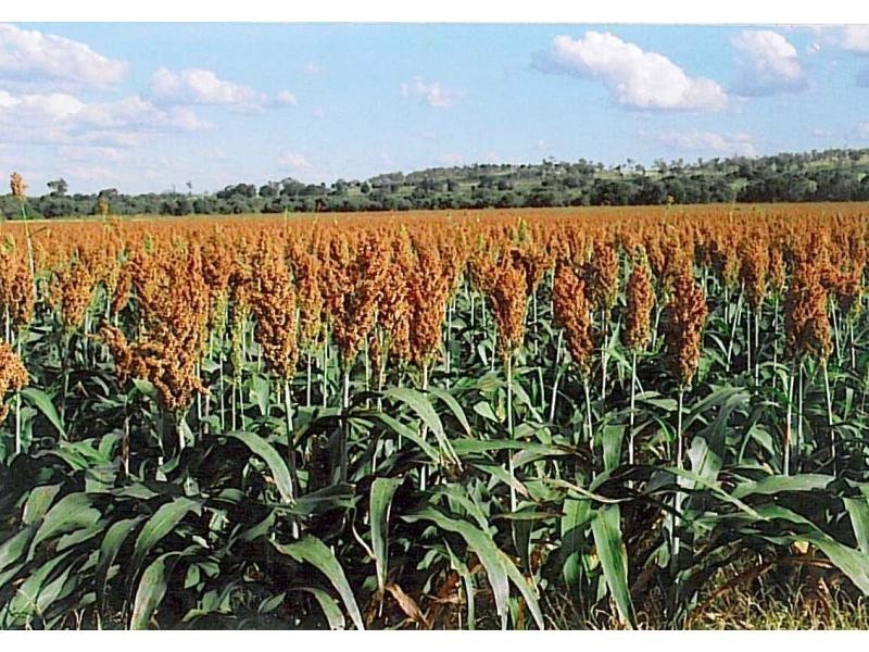 258 Evans Road, Garnant QLD 4702