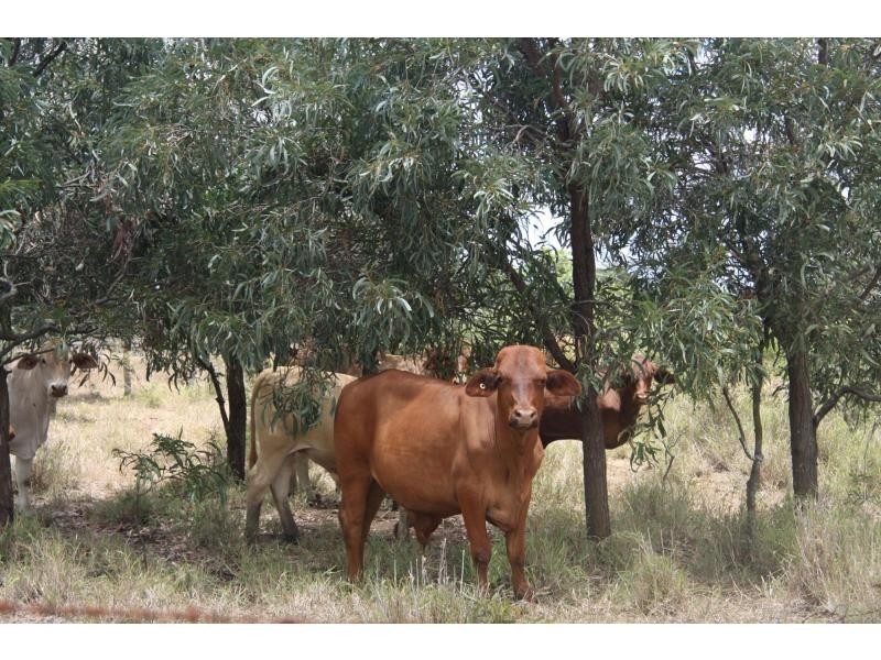 258 Evans Road, Garnant QLD 4702